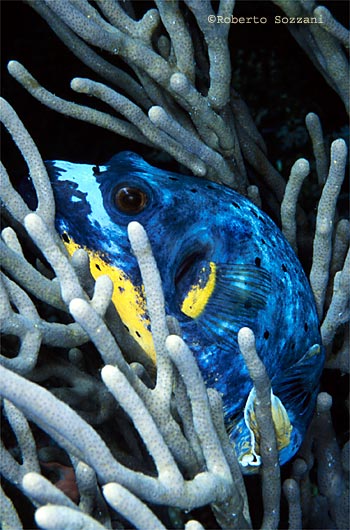 Arothron nigropunctatus