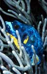 Blackspotted puffer