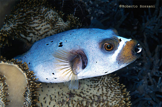 Arothron nigropunctatus