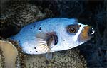Blackspotted puffer