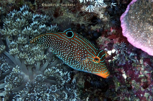 Canthigaster papua