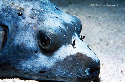 Arothron nigropunctatus