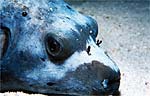 Blackspotted puffer