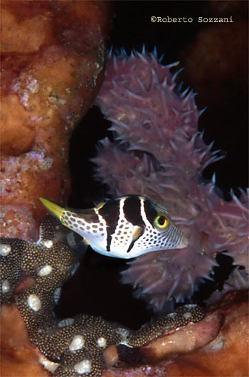 Canthigaster valentini
