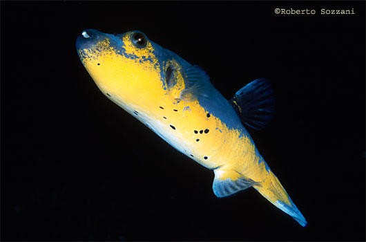 Arothron nigropunctatus