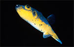 Blackspotted puffer
