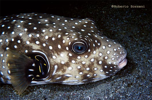 Arothron hispidus