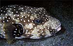 White-spotted puffer