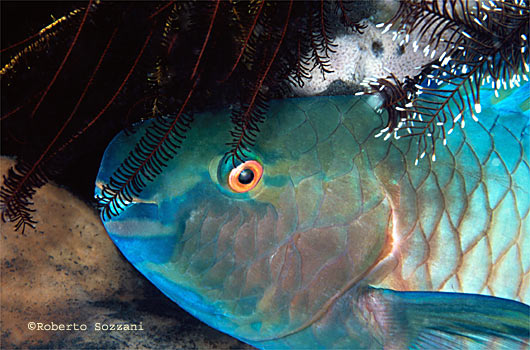 Scarus rubroviolaceus