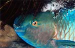 Ember parrotfish