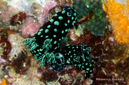 Nembrotha cristata
