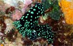Nembrotha cristata