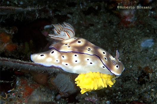 Risbecia tryoni