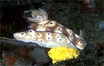 Risbecia tryoni