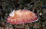 Chromodoris reticulata