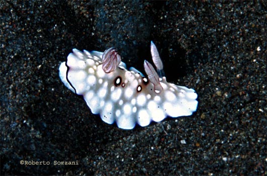 Chromodoris hintuanensis