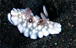 Chromodoris hintuanensis