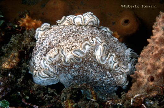 Glossodoris hikuerensis
