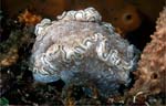 Glossodoris hikuerensis