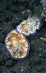 Chromodoris kuniei