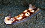 Risbecia tryoni