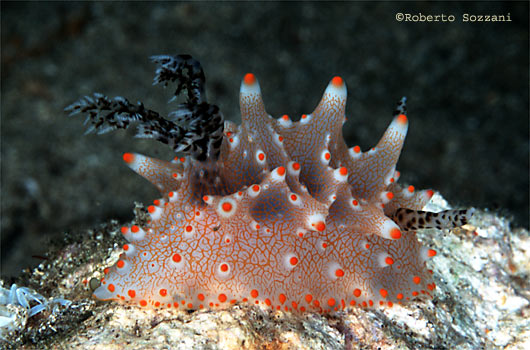 Halgerda malesso