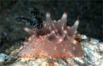 Halgerda malesso