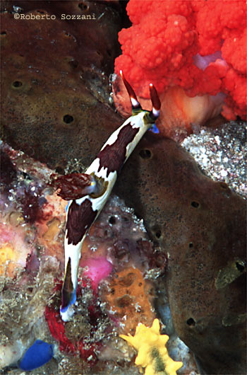 Nembrotha purpureolineata
