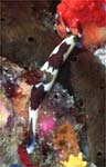 Nembrotha purpureolineata