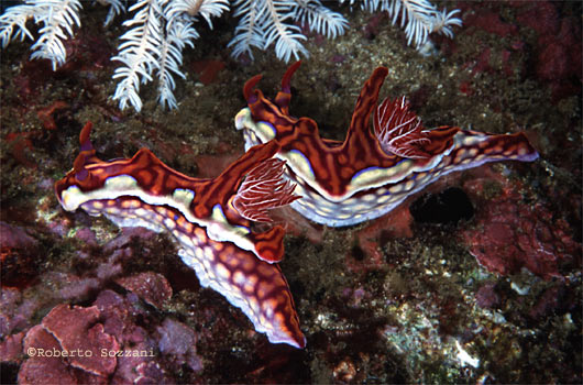 Ceratosoma sinuata