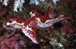 Ceratosoma sinuata