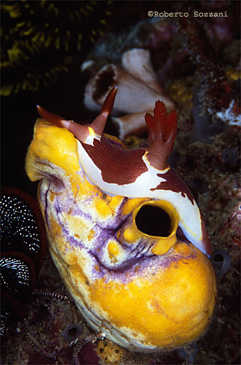 Nembrotha purpureolineata