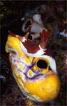 Nembrotha purpureolineata