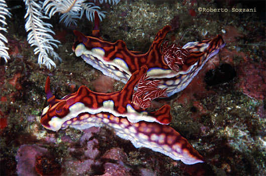 Ceratosoma sinuata