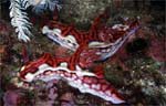 Ceratosoma sinuata