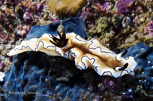 Glossodoris atromarginata