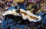 Glossodoris atromarginata