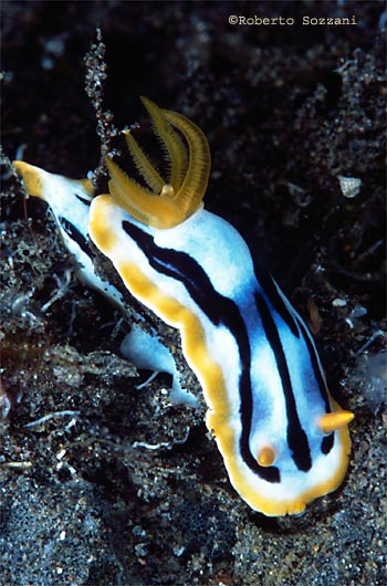 Chromodoris strigata