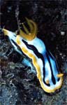 Chromodoris strigata