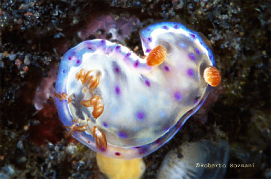 Hexabranchus sanguineus