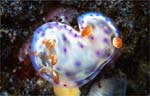 Hexabranchus sanguineus