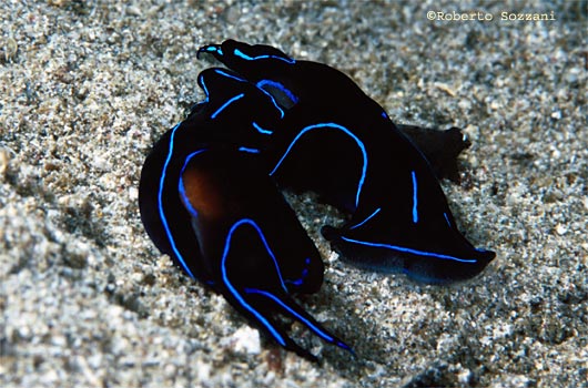 Chelidonura varians