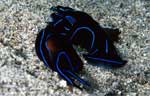 Chelidonura varians