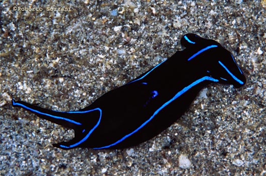 Chelidonura varians