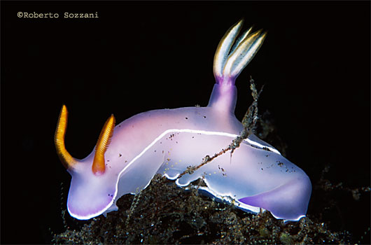 Hypselodoris bullocki