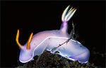 Hypselodoris bullocki