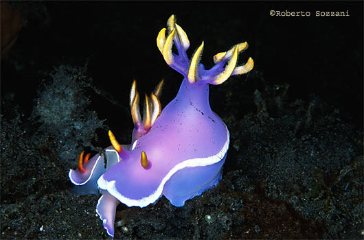Hypselodoris apolegma