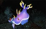 Hypselodoris apolegma