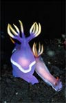 Hypselodoris apolegma + Hypselodoris bullocki