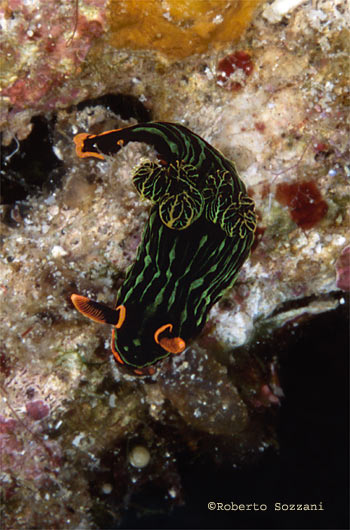 Nembrotha kubaryana